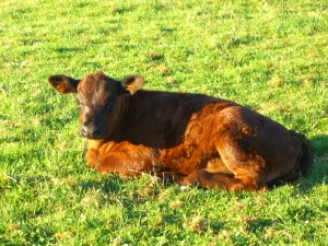 calf-brown