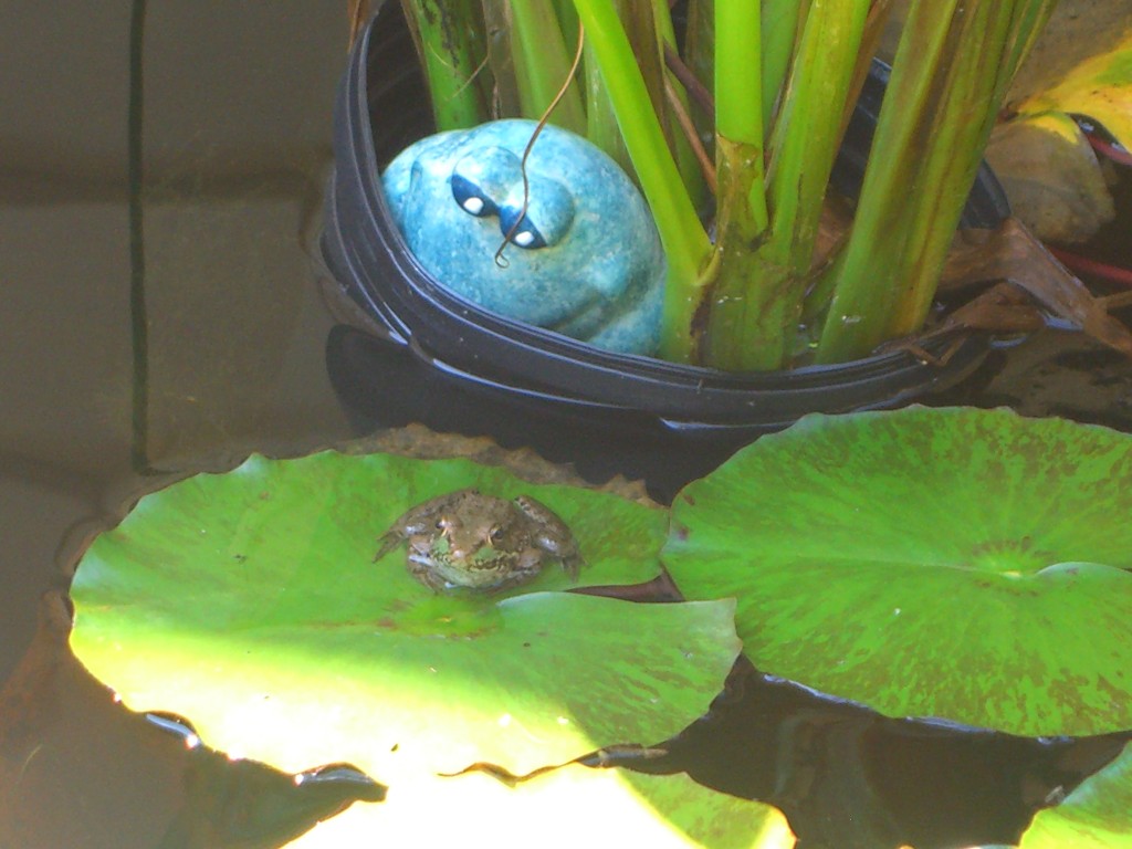 My ceramic frog watching real frog in my pond.